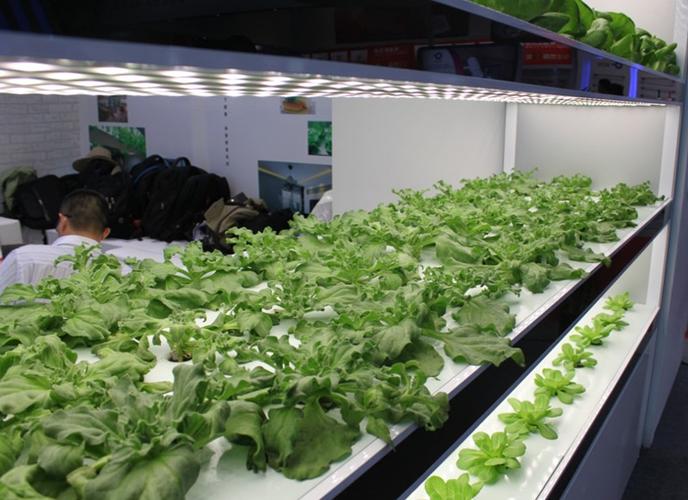 家庭型植物工厂种菜机教学仪器有机绿色蔬菜全智能种植